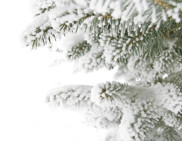 Frosty naaldbossen takken — Stockfoto