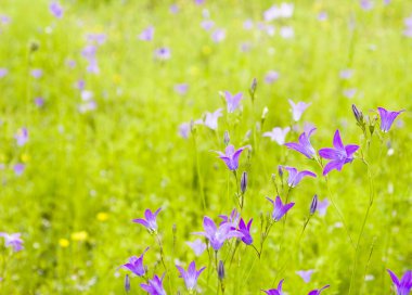 Çayır Harebell kır çiçekleri ile