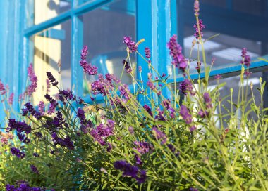 Lavanta, mavi pencere