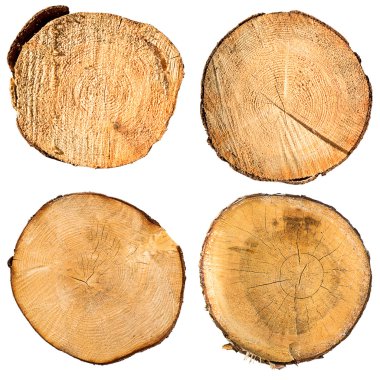 tree trunk cross section set clipart