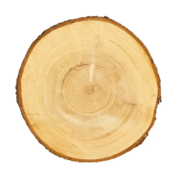 Tree trunk cross section — Stock Photo, Image