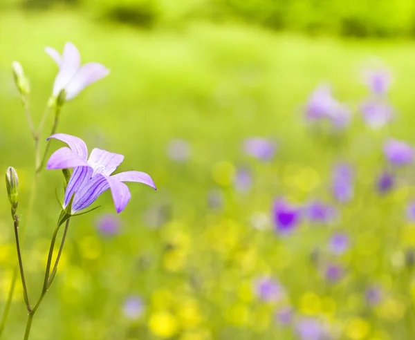 ทุ่งหญ้าที่มีดอกไม้ป่า Harebell — ภาพถ่ายสต็อก