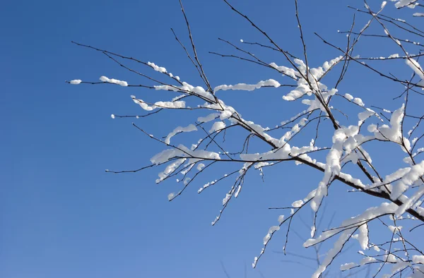 Winter branch — Stockfoto