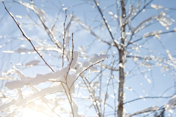 Winter bomen voor achtergrond, ondiepe diep van veld — Stockfoto