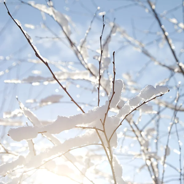 Winter besneeuwde takken — Stockfoto