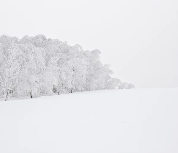 Paisaje invernal con árboles esmerilados — Foto de Stock