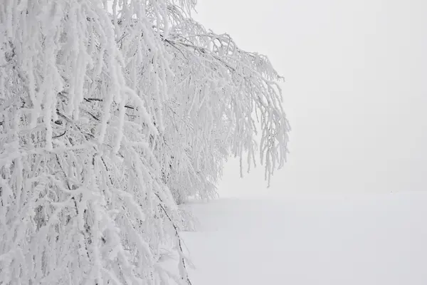 Winterlandschap met matte bomen — Stockfoto