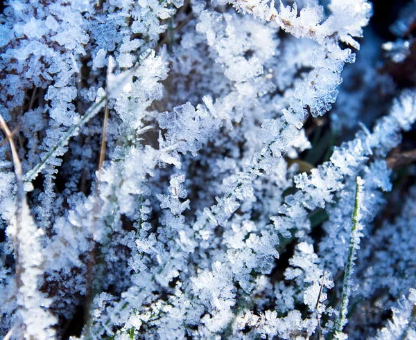 Gräset täckt med rimfrost — Stockfoto
