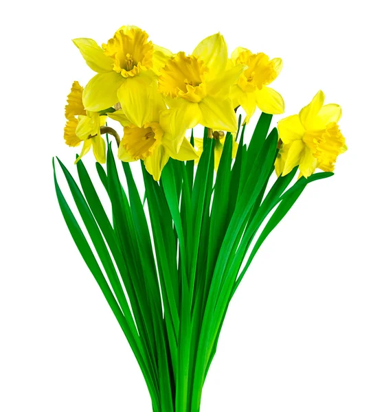 Daffodil flowers with clipping path included — Stock Photo, Image