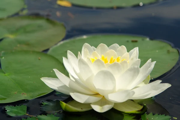 Waltham Şehir Gölü