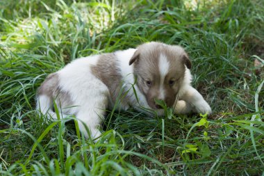 Bahçede küçük köpek yavrusu