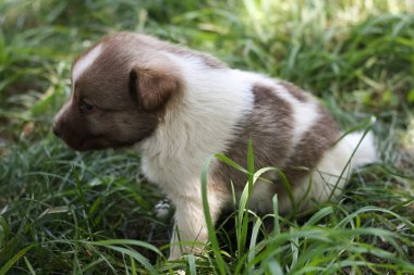 Bahçede küçük köpek yavrusu