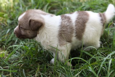 Bahçede küçük köpek yavrusu