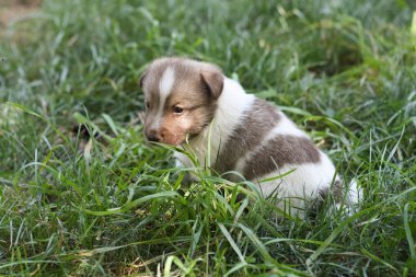 Bahçede küçük köpek yavrusu