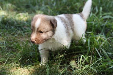 Bahçede küçük köpek yavrusu