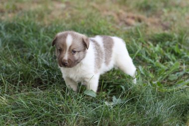 Bahçede küçük köpek yavrusu