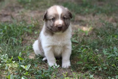 Bahçede küçük köpek yavrusu