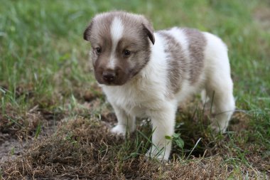 Bahçede küçük köpek yavrusu