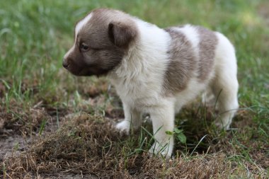 Bahçede küçük köpek yavrusu
