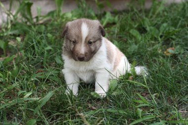 Bahçede küçük köpek yavrusu
