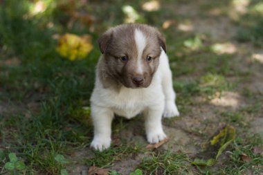 Bahçede küçük köpek yavrusu