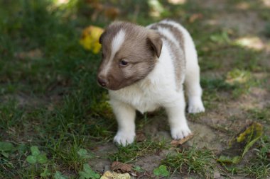 Bahçede küçük köpek yavrusu