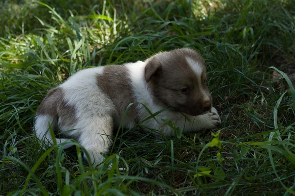 Small puppy in garden — Stock Photo, Image