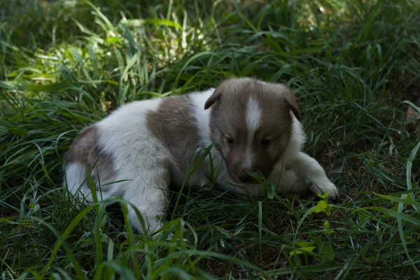 Pequeño cachorro en jardín — Foto de Stock