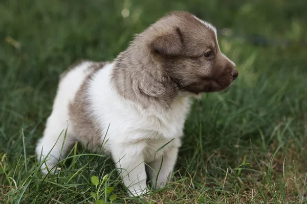 Pequeno cachorro no jardim — Fotografia de Stock