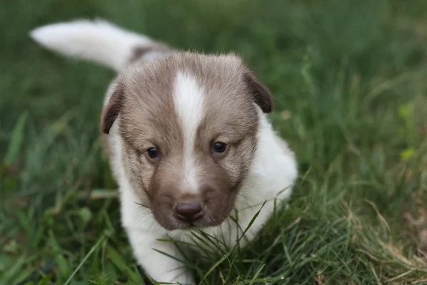 Bahçede küçük köpek yavrusu — Stok fotoğraf