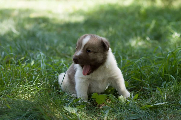 Pequeno cachorro no jardim — Fotografia de Stock