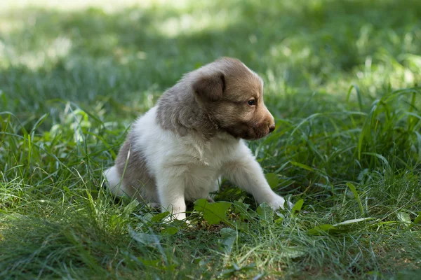 Pequeño cachorro en jardín — Foto de Stock