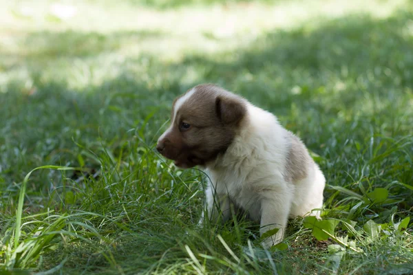 Bahçede küçük köpek yavrusu