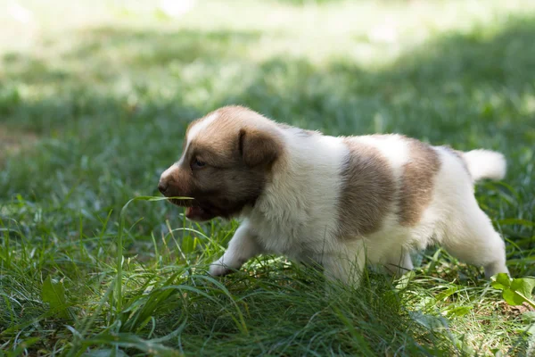Piccolo cucciolo in giardino — Foto Stock