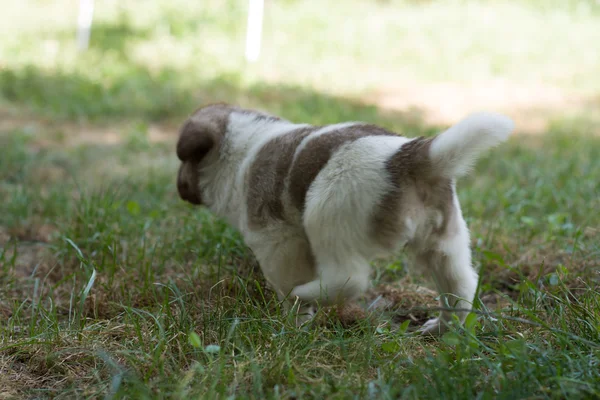 정원에서 작은 강아지 — 스톡 사진
