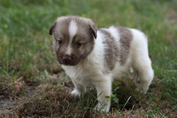 Petit chiot dans le jardin — Photo