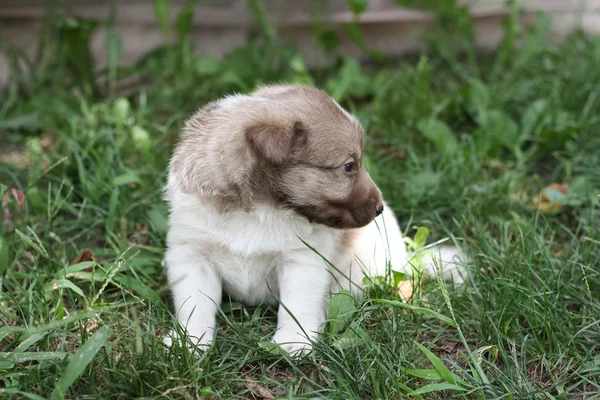 Kleine puppy in de tuin — Stockfoto