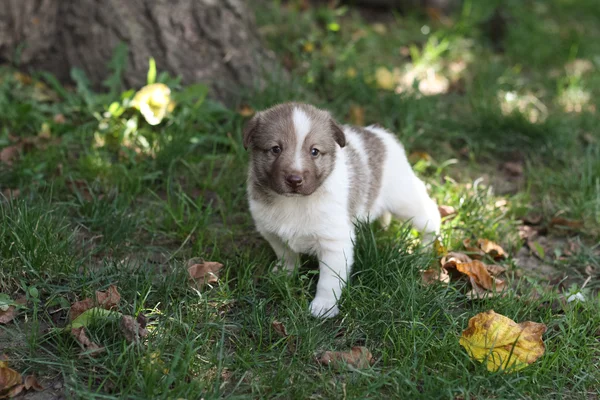 Piccolo cucciolo in giardino — Foto Stock