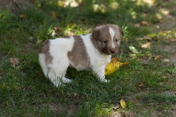 Pequeño cachorro en jardín — Foto de Stock