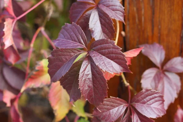 Autumn leafs — Stock Photo, Image