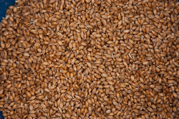 stock image Autumn wheat harvest