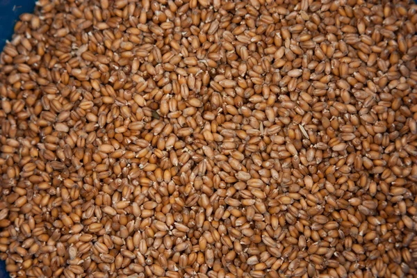 Stock image Autumn wheat harvest