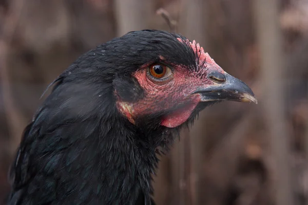 Retratos de pollo — Foto de Stock