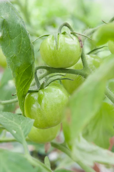 Čerstvé rajče na větvi — Stock fotografie