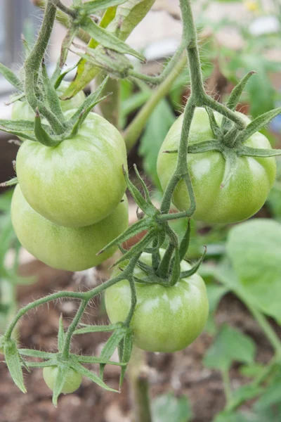 Tomate fresco en rama — Foto de Stock