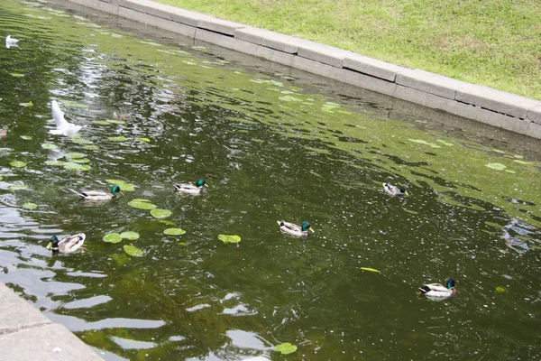 Ptaki w Peterhof 's Canal — Zdjęcie stockowe