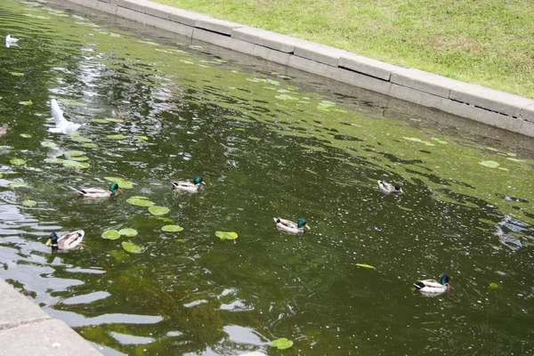 Vögel im Peterhofkanal — Stockfoto