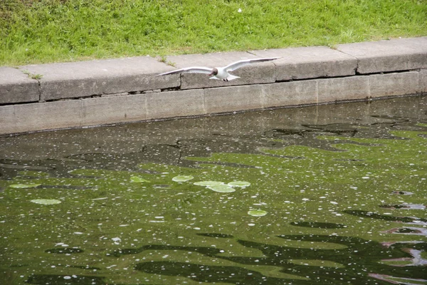 Ptáci si Petergof Canal — Stock fotografie