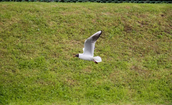 Vögel im Peterhofkanal — Stockfoto