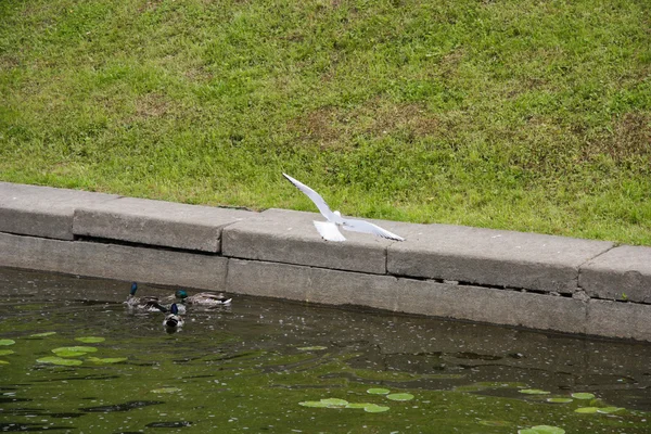 Ptáci si Petergof Canal — Stock fotografie